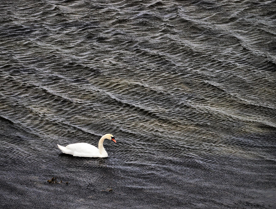 Mute Swan 2 Photograph by Jouko Lehto