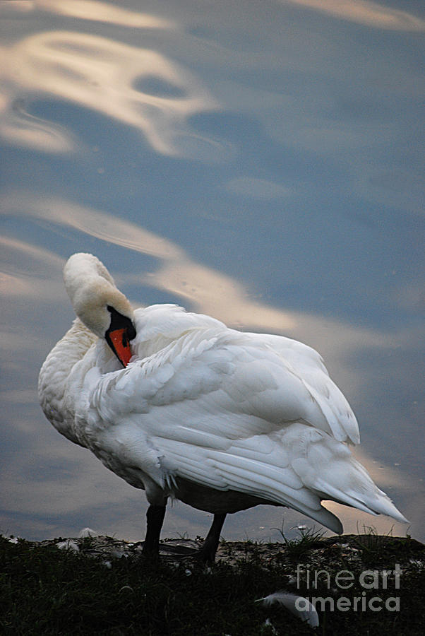 Mute Swan 20130901_323 Photograph by Tina Hopkins