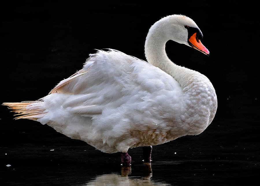 Mute Swan 3 Photograph by Brian Stevens