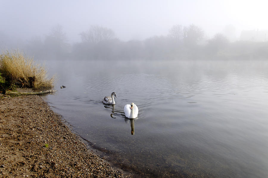 Bird Photograph - Mute Swan and Cygnet on the Misty River by Rod Johnson