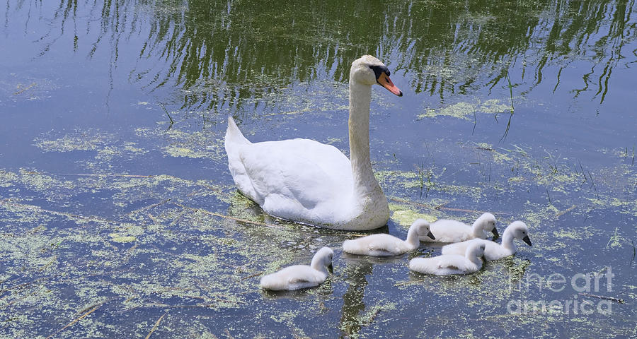 Nature Photograph - Mute Swan and Cygnets by Ann Horn