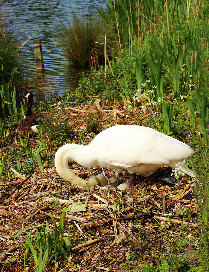 Mute Swan and Nest Photograph by Jeff Townsend