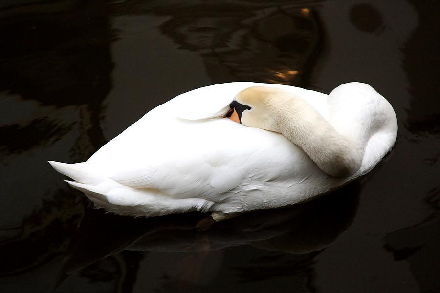 Mute Swan At Rest Photograph