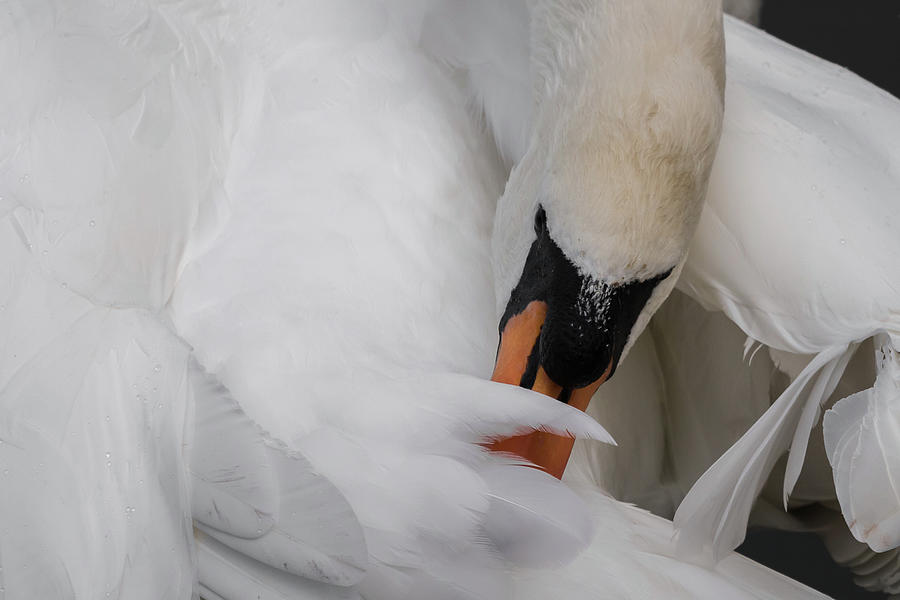 Mute Swan Attention to Detail Photograph by Wendy Cooper