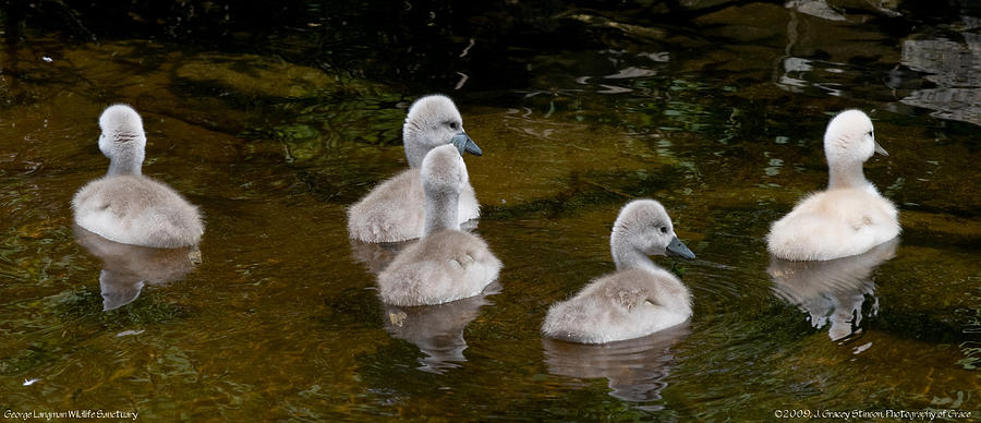Mute Swan Babes Photograph by JGracey Stinson
