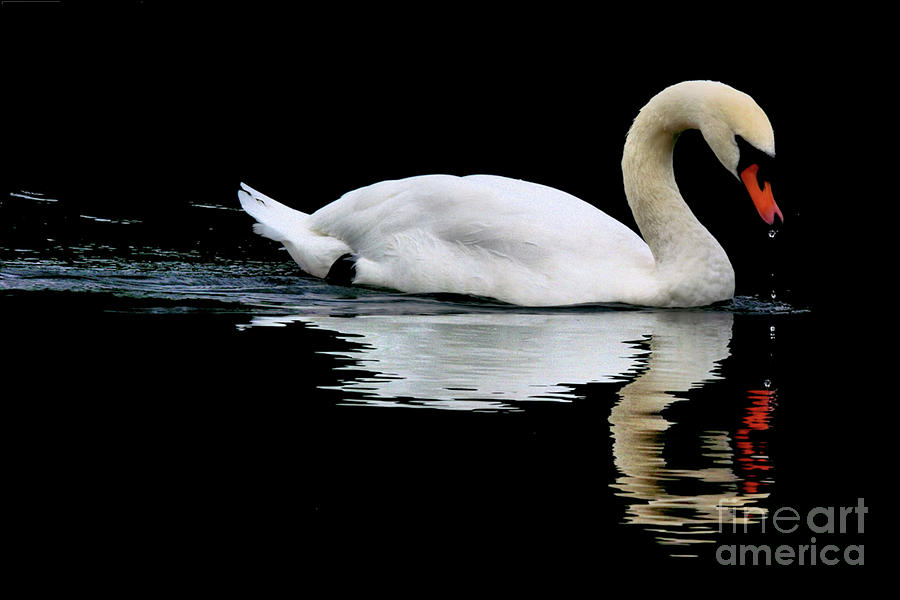 Mute Swan  Photograph by Stephen Melia