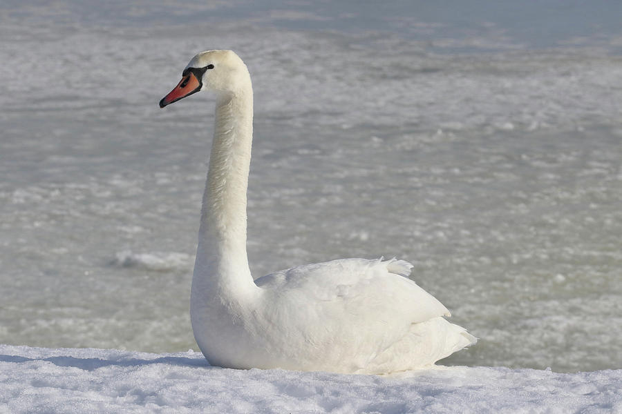 Mute Swan Photograph by Brook Burling