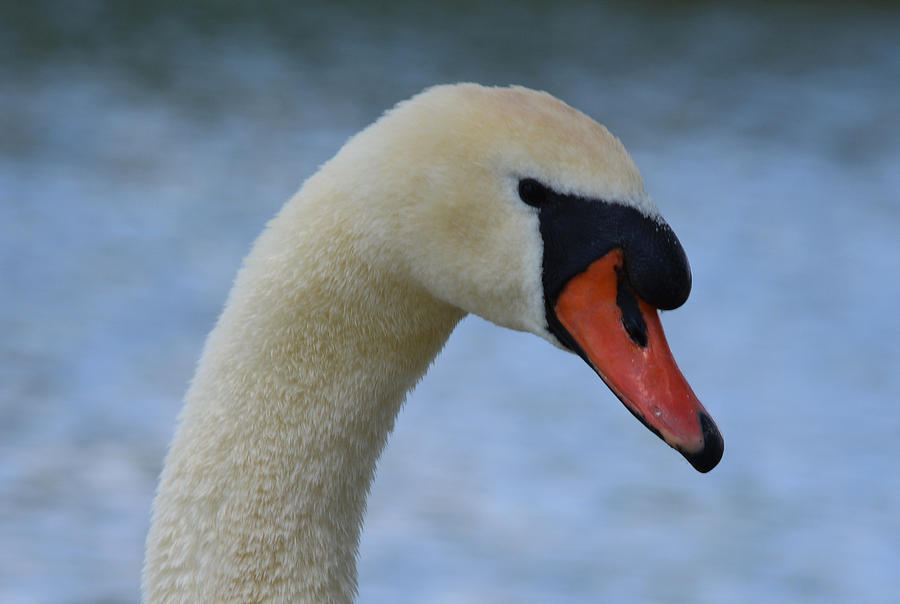 Mute Swan by the Avon Photograph by Richard Andrews