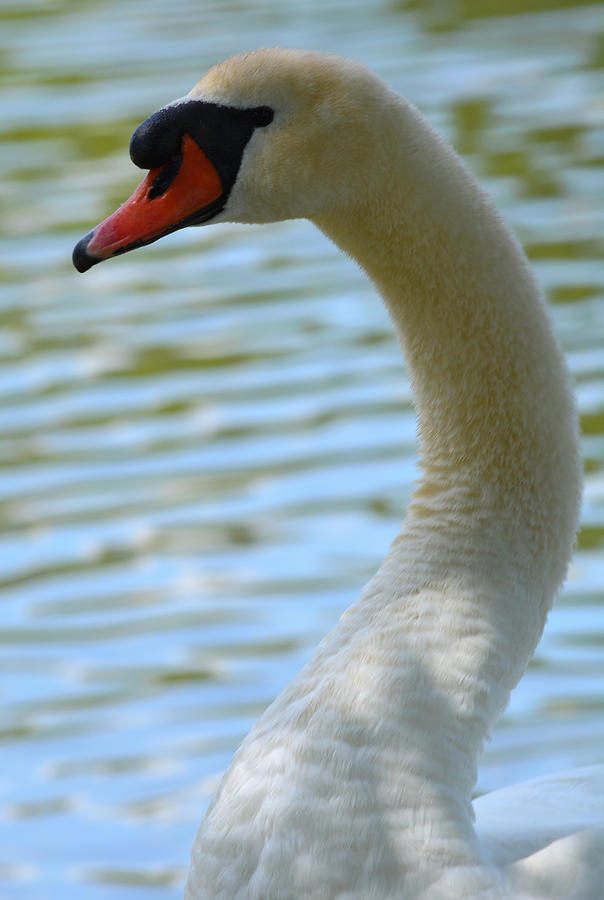 Mute Swan by the Avon - Vertical Photograph by Richard Andrews