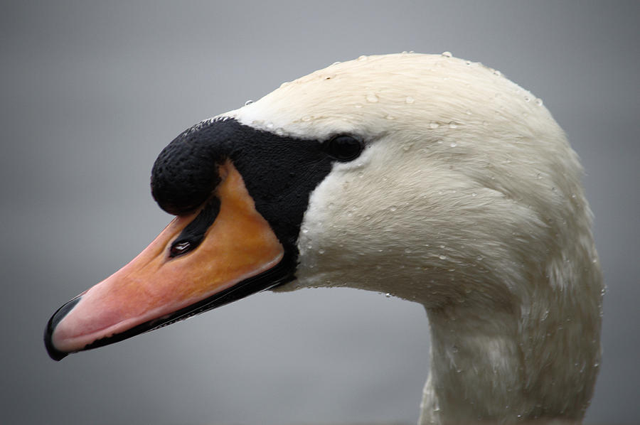 Mute Swan Closeup Photograph by Adrian Wale