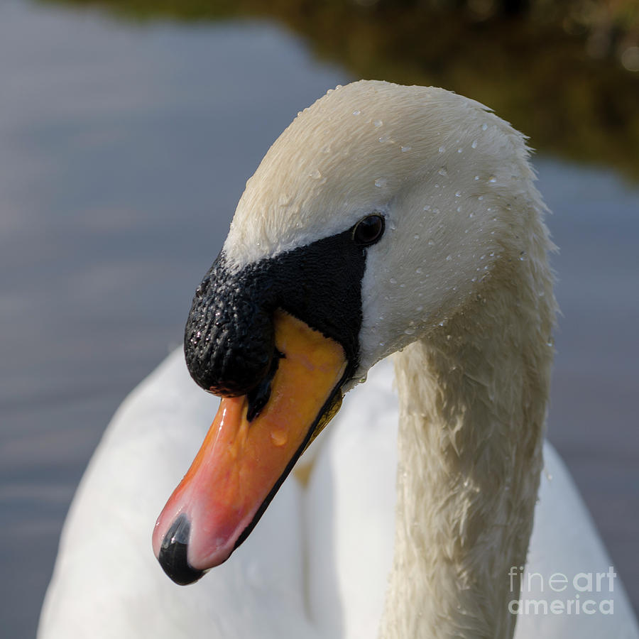Mute swan cob Photograph by Steev Stamford