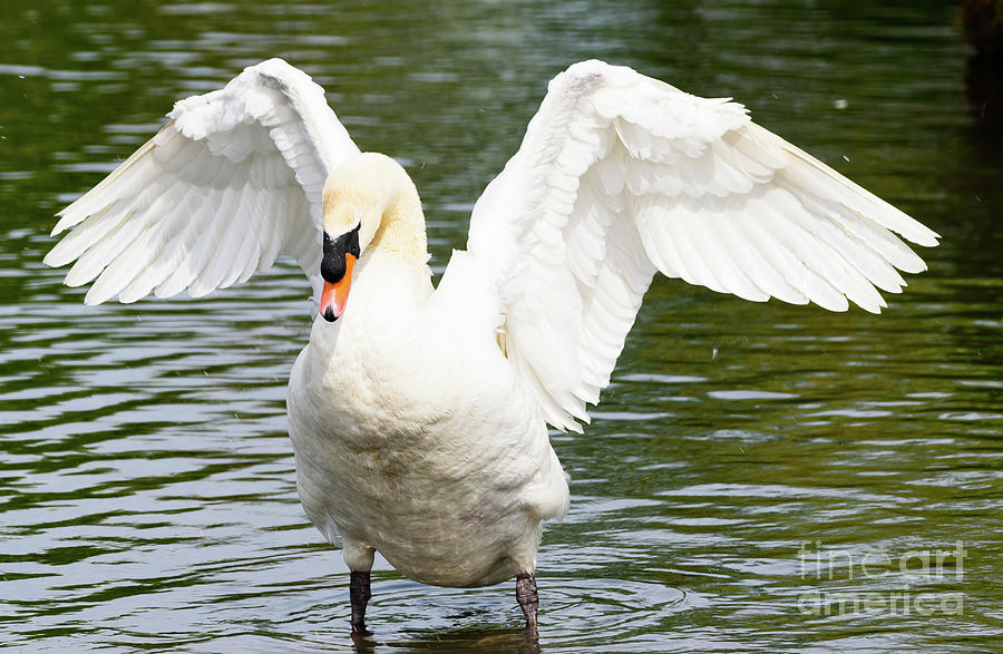 Mute Swan Photograph by Colin Rayner