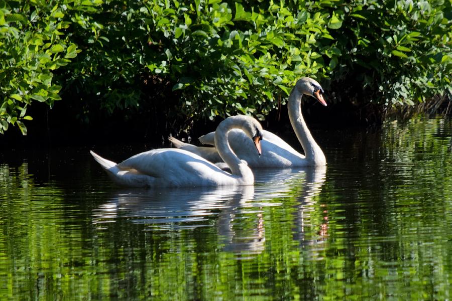 Mute Swan Couple 2 Photograph by Mary Ann Artz