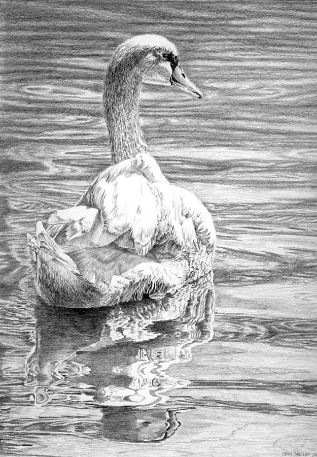 Mute Swan Drawing by Craig Carlson - Fine Art America