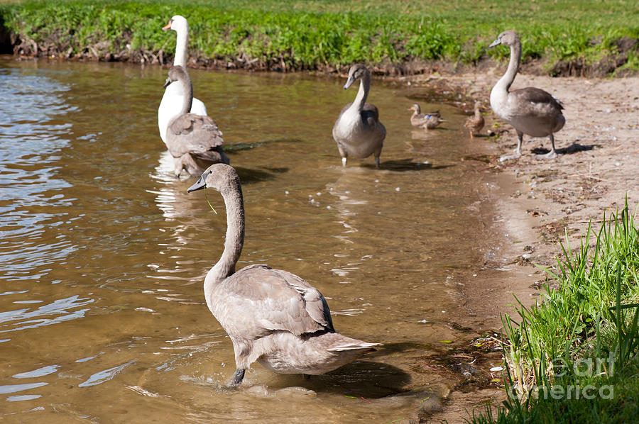 Swan Photograph - Mute swan cygnets walk by Arletta Cwalina