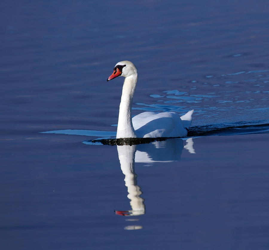 Mute swan, cygnus olor Photograph by Elenarts - Elena Duvernay photo