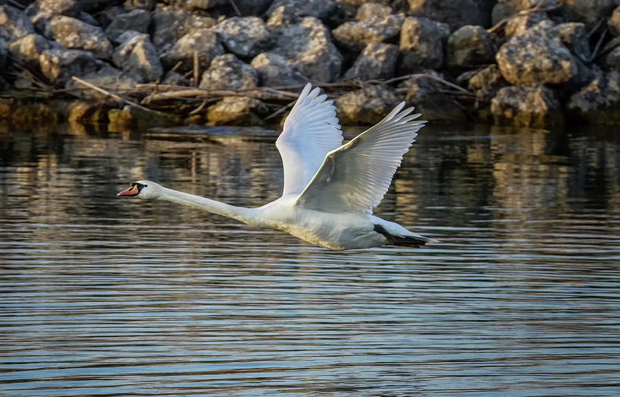 Mute swan, cygnus olor, flying Photograph by Elenarts - Elena Duvernay photo