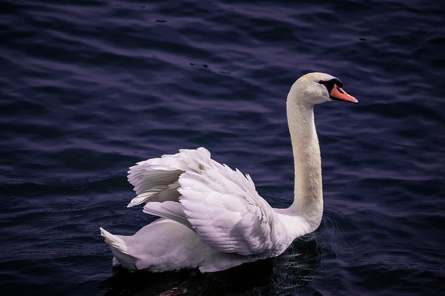 Mute swan - Cygnus olor Photograph by Marc Braner