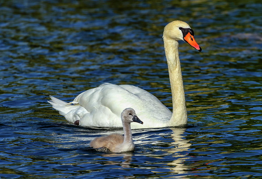 Mute swan, cygnus olor, mother and baby Photograph by Elenarts - Elena Duvernay photo