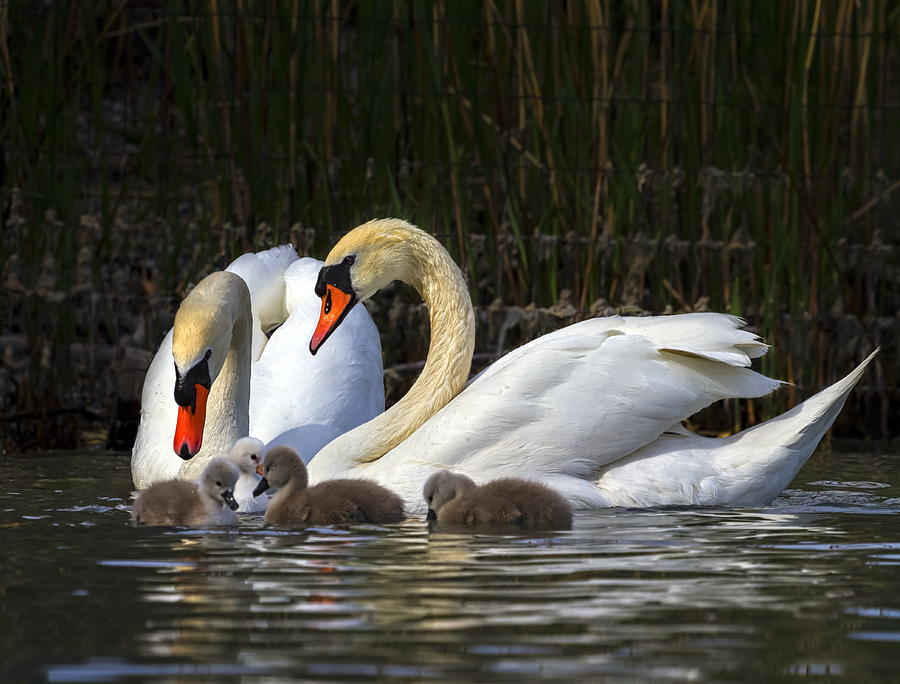 Mute swan, cygnus olor, parents and babies Photograph by Elenarts - Elena Duvernay photo