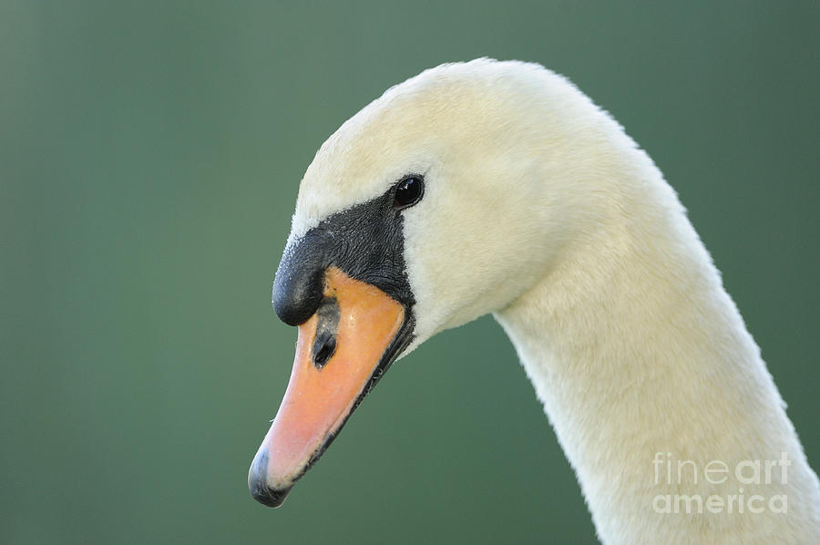 Mute Swan Photograph by David & Micha Sheldon