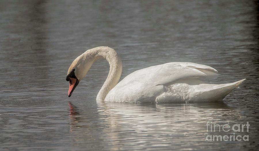 Mute Swan Photograph by David Bearden
