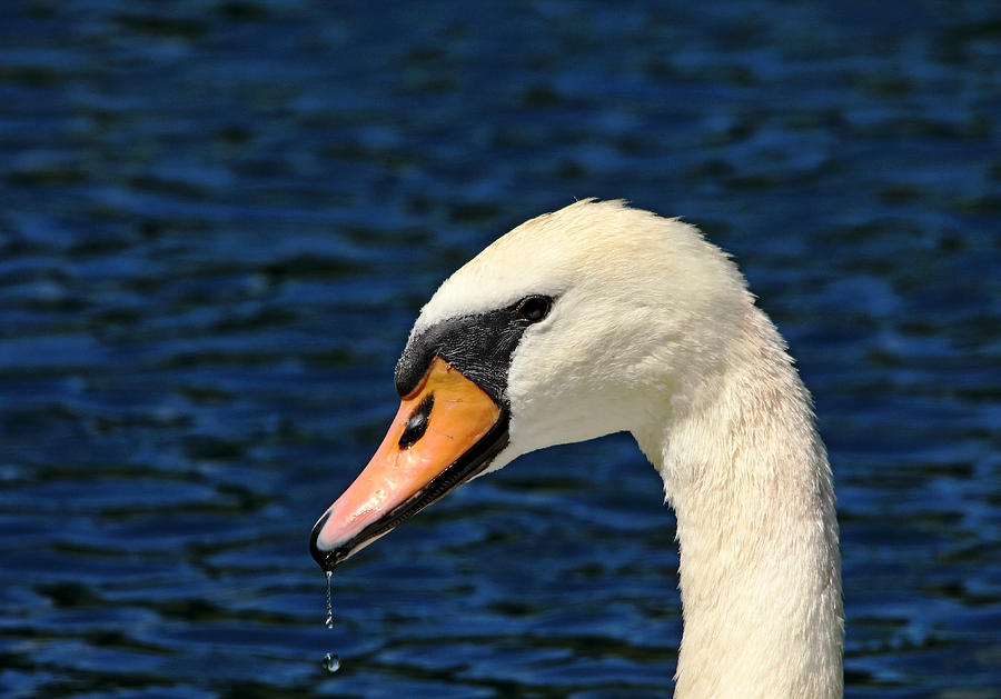 Mute Swan Photograph by Debbie Oppermann
