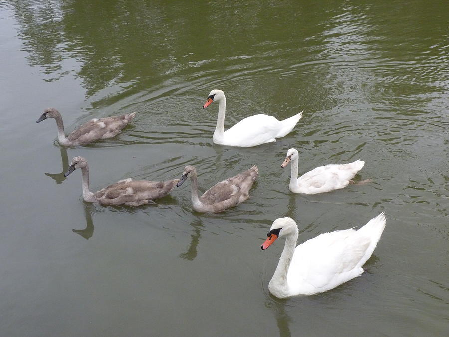 Mute Swan Family Painting by Dennis Rundlett - Fine Art America