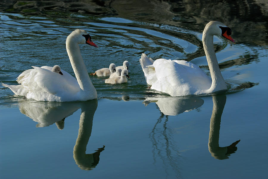 Mute swan family of five cygnets with one riding on the back of Mute swan family of five cygnets with one riding on the back of