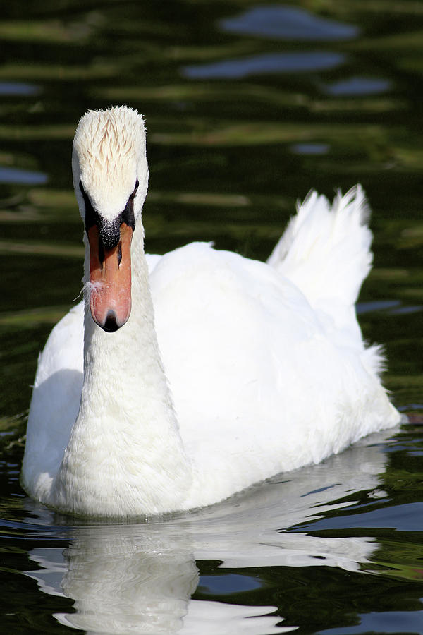 Mute Swan Feathers Of Lake Junaluska North Carolina  Photograph by Carol Montoya