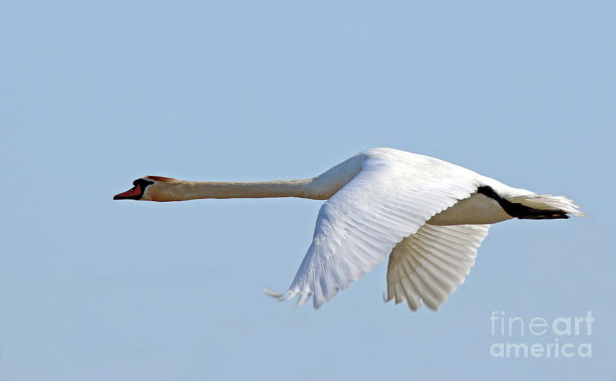 Mute Swan Flyby 2 Photograph by Steve Gass