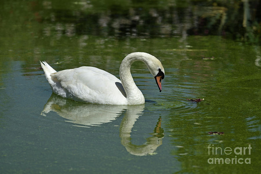 Mute swan Photograph by George Atsametakis