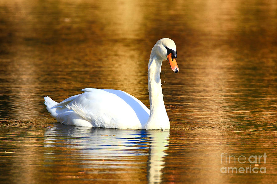 Mute Swan Photograph by Geraldine DeBoer