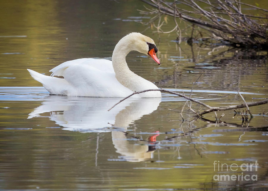 Mute Swan Glide II Photograph by Karen Jorstad