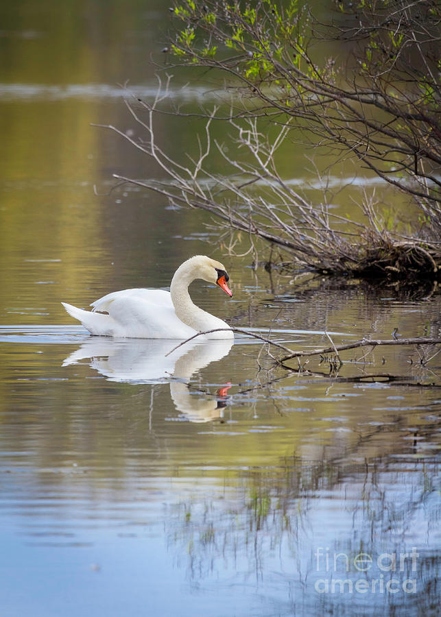 Mute Swan Glide Photograph by Karen Jorstad