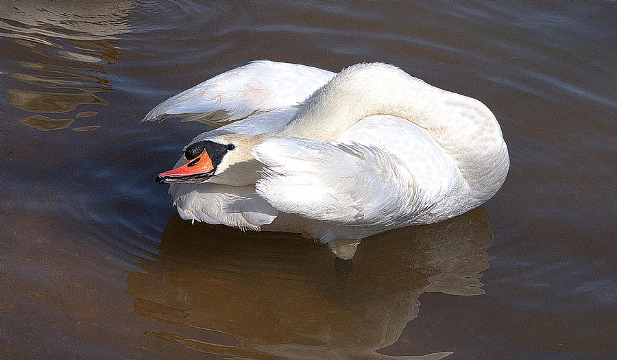 Swan Photograph - Mute Swan Grooming In Shallow Water by Roy Williams