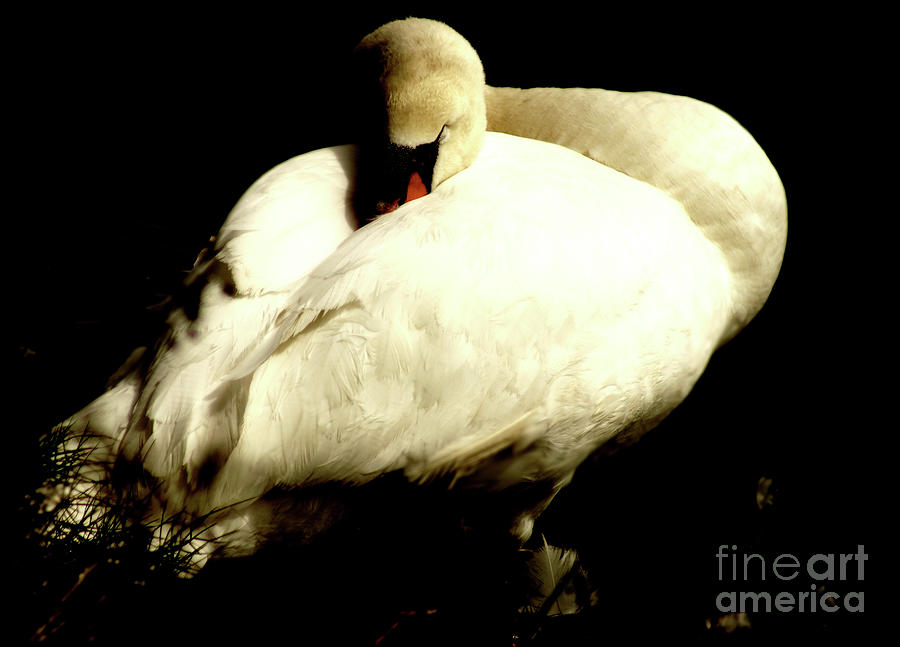 Mute Swan I Photograph by Cassandra Buckley