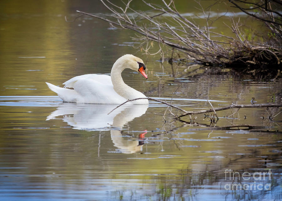 Mute Swan Glide I Photograph by Karen Jorstad