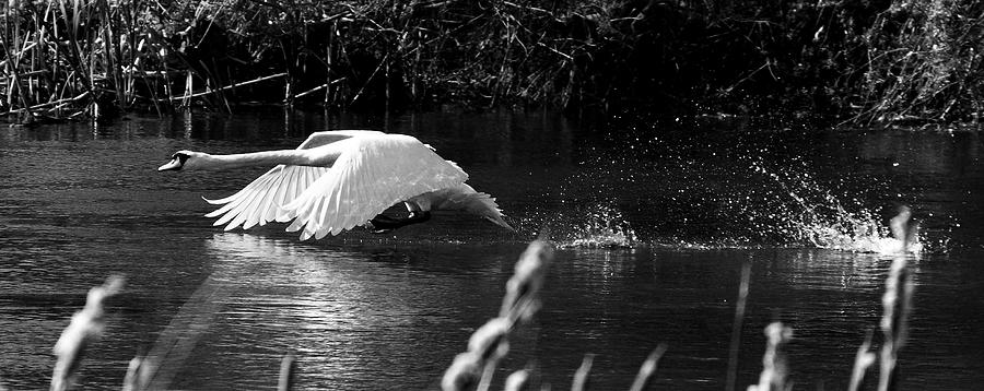 Mute Swan in flight Limerick Ireland Photograph by Pierre Leclerc Photography