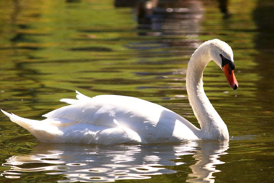 Mute Swan In Golden Waters Photograph