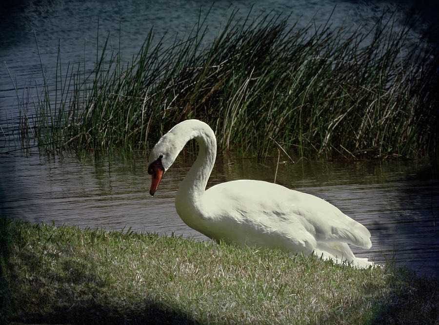 Mute Swan in Starlight Photograph by Rosalie Scanlon