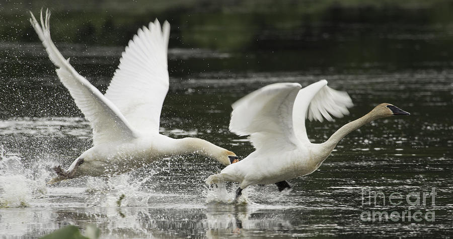 Mute Swan Intimidation Photograph by Jeannette Hunt