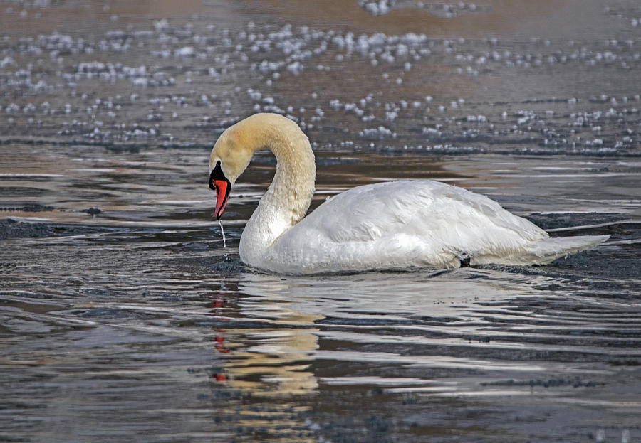 Mute Swan Photograph by Ira Marcus