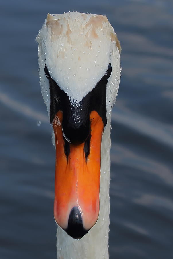 Mute Swan Photograph by Jeff Townsend