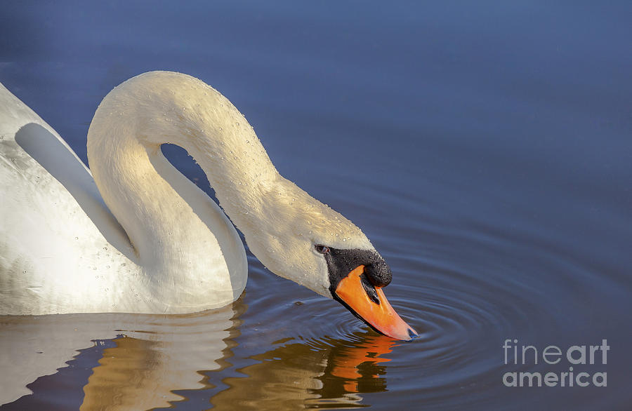 Mute Swan Photograph by Jim Orr