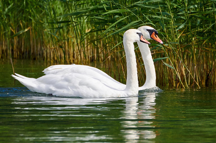Mute swan Photograph by Jouko Lehto
