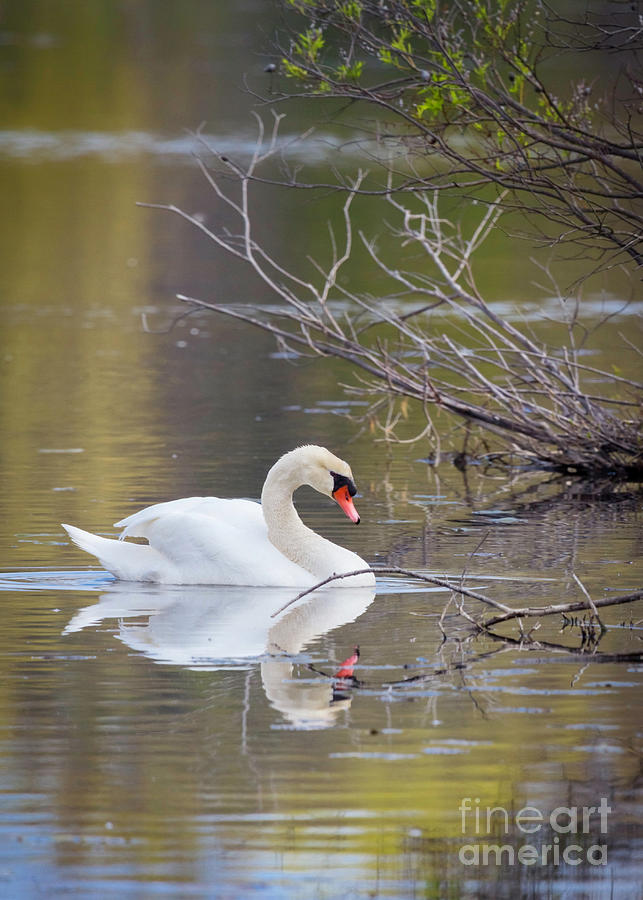 Mute Swan Photograph by Karen Jorstad