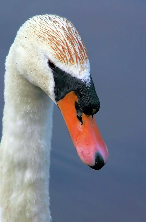 Swan Photograph - Mute Swan by Karol Livote