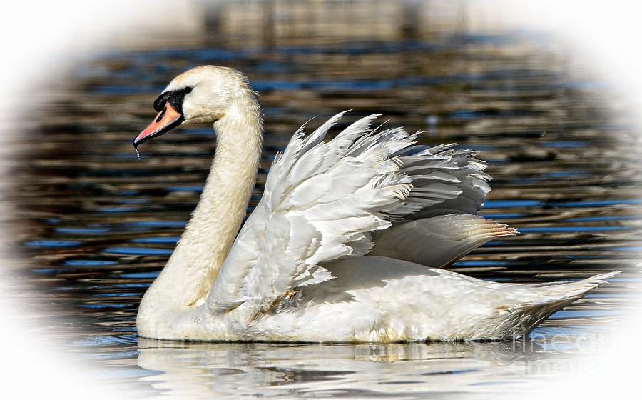 Mute Swan Photograph by Kathy Baccari