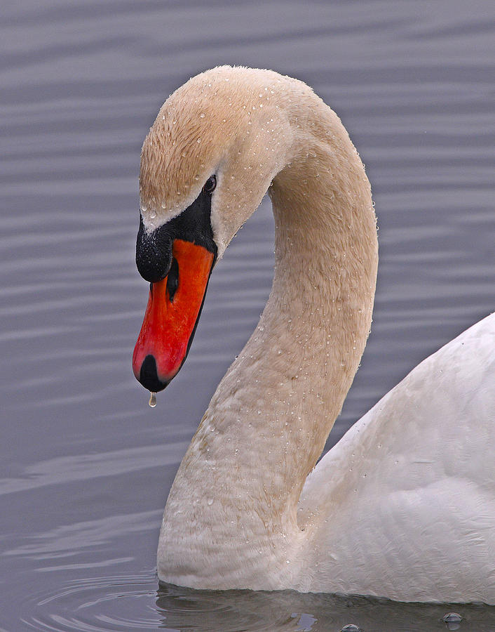 Mute Swan Photograph by Ken Stampfer